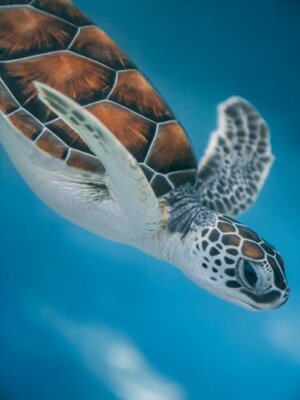 Buone notizie: gli sforzi di tutela della biodiversità funzionano (ma andrebbero ampliati)