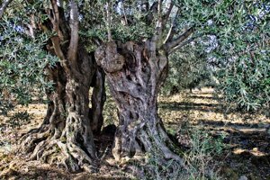 La rivincita degli ulivi del Salento: una storia di resistenza, rigenerazione e sfide ambientali