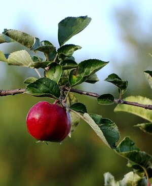 Non è più il tempo delle mele: la crisi climatica ci porterà via anche questo frutto?