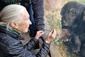 Addio a Jane Goodall, la madre dell’etologia moderna