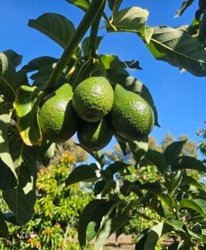 È iniziato il primo raccolto di avocado biologico da agricoltura rigenerativa in Italia
