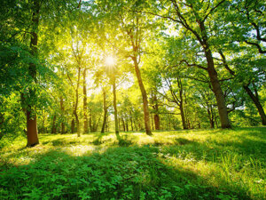 Giornata nazionale alberi, valorizzare i 12 mln di ettari di bosco italiani. Urgente voto in Europarlamento su rinvio regolamento deforestazione