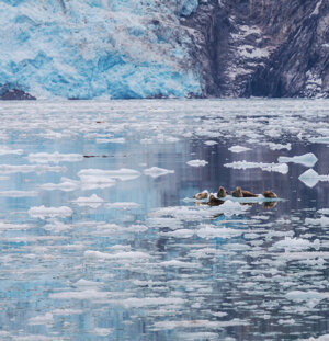 L’Artico ha vissuto l’anno più caldo mai registrato finora