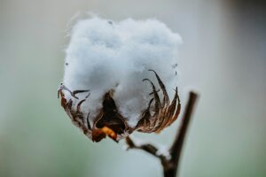 Il cotone è un ottimo sequestrante di carbonio, solo che spesso ce ne dimentichiamo