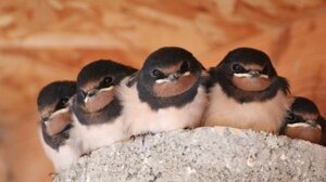 Cambiamento climatico: rondini più piccole ma non per selezione naturale