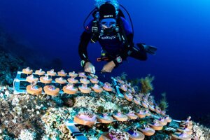 Una buona notizia: il ripristino delle aree marine fa rinascere le specie