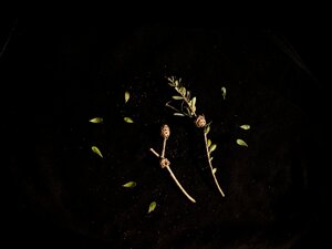 La guerra minaccia i semi: la corsa contro il tempo per salvare la biodiversità agricola