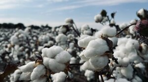 L’agricoltura rigenerativa può contribuire a riscrivere la sostenibilità del cotone
