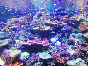 I pesticidi stanno invadendo anche le profondità degli oceani