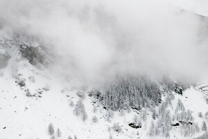 Scudi di montagna: gli alberi proteggono dalle valanghe, ma non tutti allo stesso modo