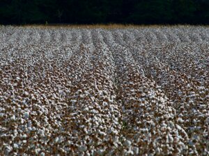  Cotone rigenerativo: US Cotton Trust lancia un programma pilota