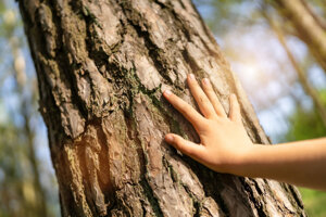 Non solo metano: le cortecce degli alberi assorbono diversi gas serra dall’atmosfera