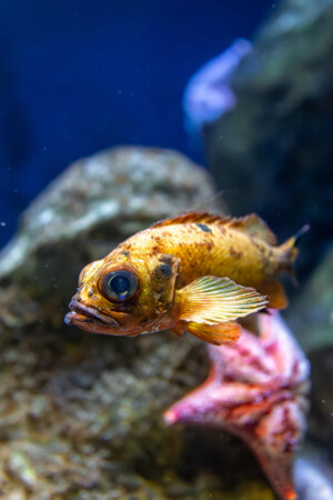 Microplastiche, copiare i pesci può aiutarci a non inquinare