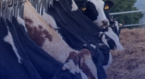 In Europa carne e latticini ricevono il triplo di sussidi dei prodotti vegetali