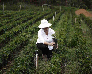 Così il cambiamento climatico minaccia il caffè