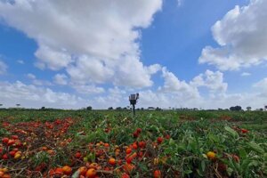 Tecnologia e sostenibilità nella filiera del pomodoro da industria