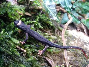 Due secoli senza l’uomo: il primo bosco vetusto d’Italia che fa scuola in Europa