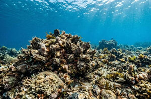 Quando il mare si auto pulisce: il lavoro invisibile delle ostriche