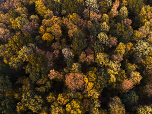 In Italia le foreste occupano un terzo del territorio, e sono in aumento