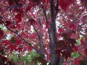Il comune parigino che protegge gli alberi per legge: chi ne abbatte uno deve piantarne due