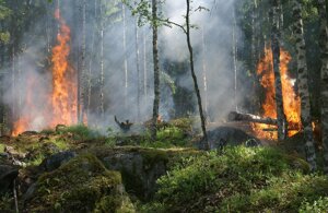 Gli incendi provocati dall'uomo sono il primo nemico delle foreste