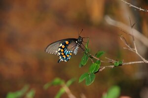 Quando la biodiversità ritorna solo se la lasciamo in pace