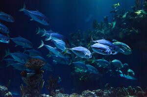 Mare di Ross, il nuovo pozzo di CO2 scoperto negli abissi