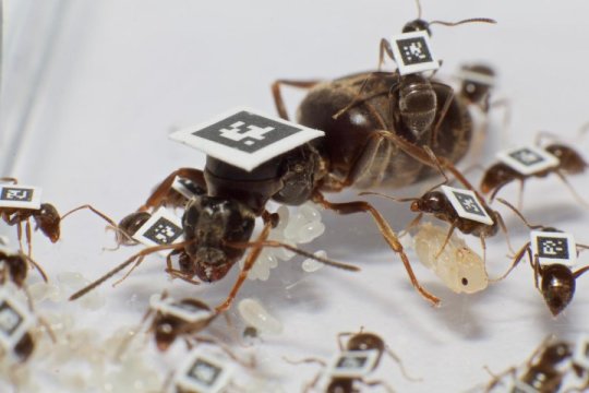Per le formiche, l'unità è forza…e salute