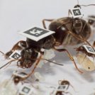 Per le formiche, l'unità è forza…e salute