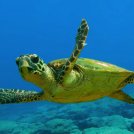 Le tartarughe marine tornano a nidificare sulle nostre coste. I lidi Tartafriendly