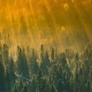 Nuove foreste per rallentare il cambiamento climatico di Mark Fischetti/Scientific American