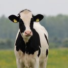 Come avere mucche che producano meno metano (per combattere il cambiamento climatico)