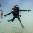 Clima e ambiente. Caraibi, ecco come rinasce una barriera corallina. Il reportage fotografico