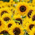 Un campo di micro girasoli artificiali per assorbire l'energia solare