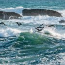 Inquinamento marino da plastica: gli uccelli marini accumulano sostanze chimiche “nascoste”