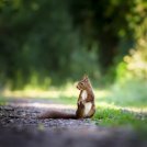 Mentre noi restiamo a casa per il Covid-19, la natura si riprende il suo posto