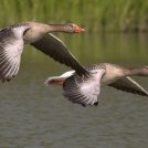 Giornata degli uccelli migratori,