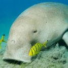 L’estinzione della megafauna marina porterà a una perdita incalcolabile di biodiversità