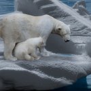 Clima, orsi polari a rischio estinzione entro il 2100