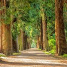 'Impegno dei Leader per la Natura'. In campo oltre sessanta capi di Stato