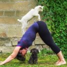 Goat yoga, come rilassarsi con le capre.