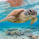 Un singolo pezzo di plastica può uccidere le tartarughe marine