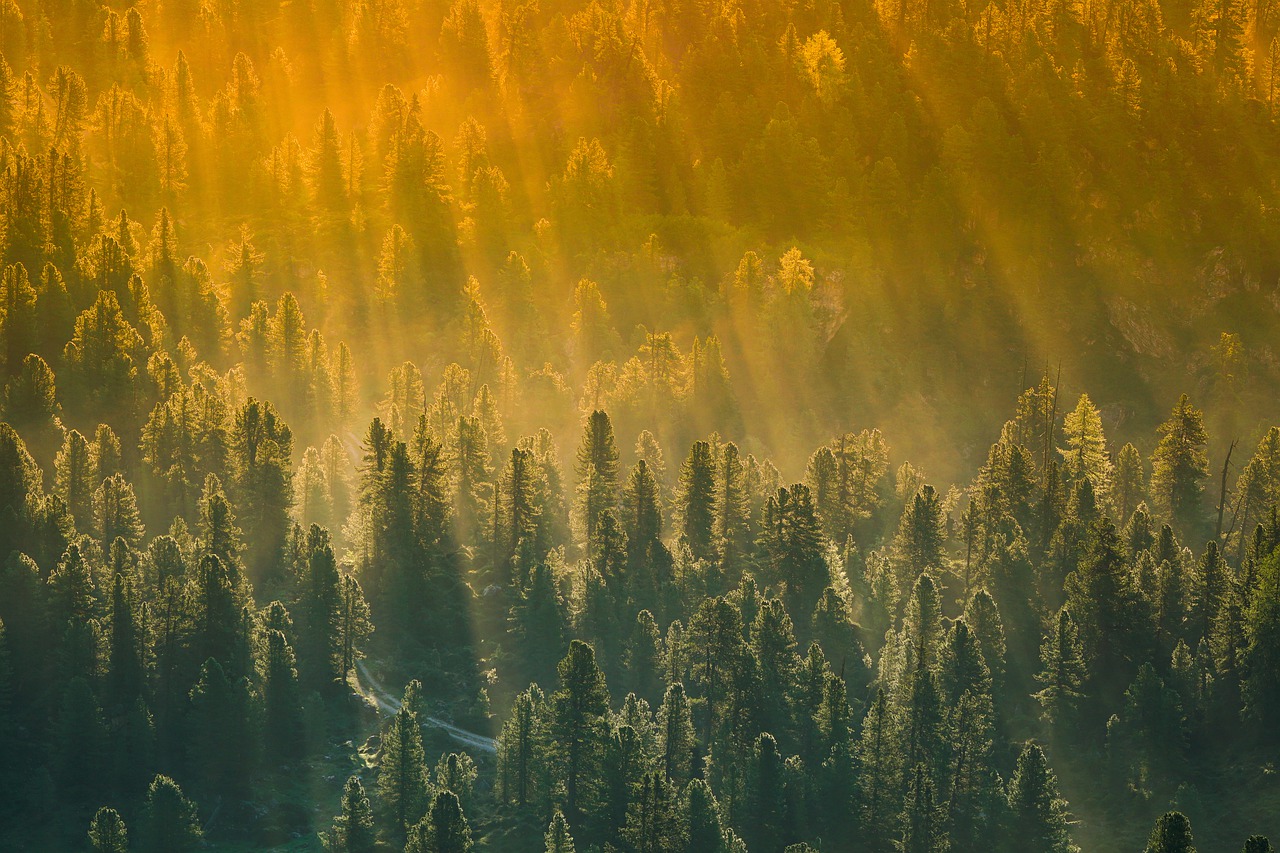 Nuove foreste per rallentare il cambiamento climatico di Mark Fischetti/Scientific American