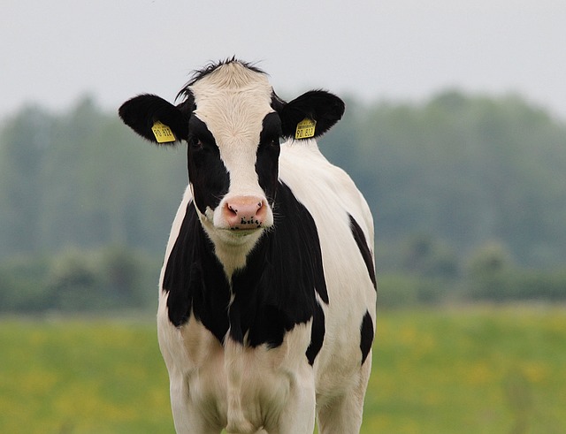 Come avere mucche che producano meno metano (per combattere il cambiamento climatico)
