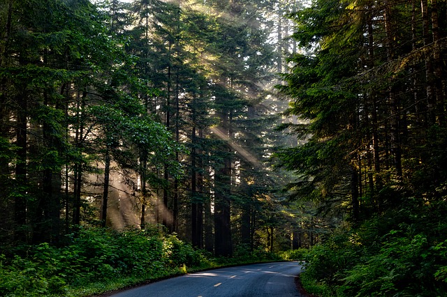 L'Ue lancia la strategia a tutela delle foreste