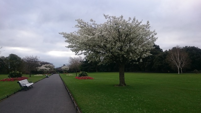 Articolo Dublino, 3 settembre 2019 Irlanda sempre più verde: pianterà 440 milioni di alberi nei prossimi 20 anni