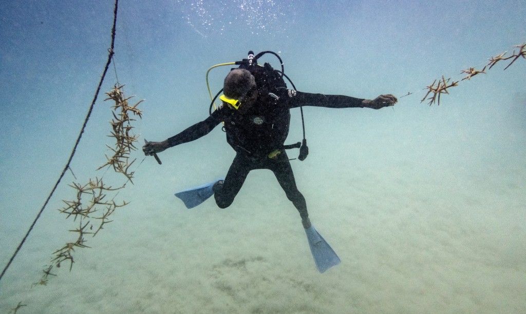 Clima e ambiente. Caraibi, ecco come rinasce una barriera corallina. Il reportage fotografico