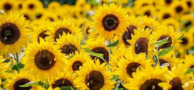 Un campo di micro girasoli artificiali per assorbire l'energia solare