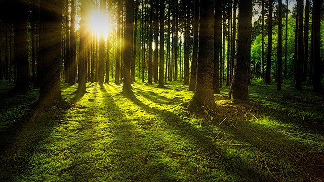 Ambiente: raddoppiano in Lombardia le foreste certificate, quasi 70mila ettari