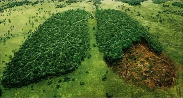Deforestazione e allevamenti intensivi. I danni all’ambiente fanno esplodere i virus